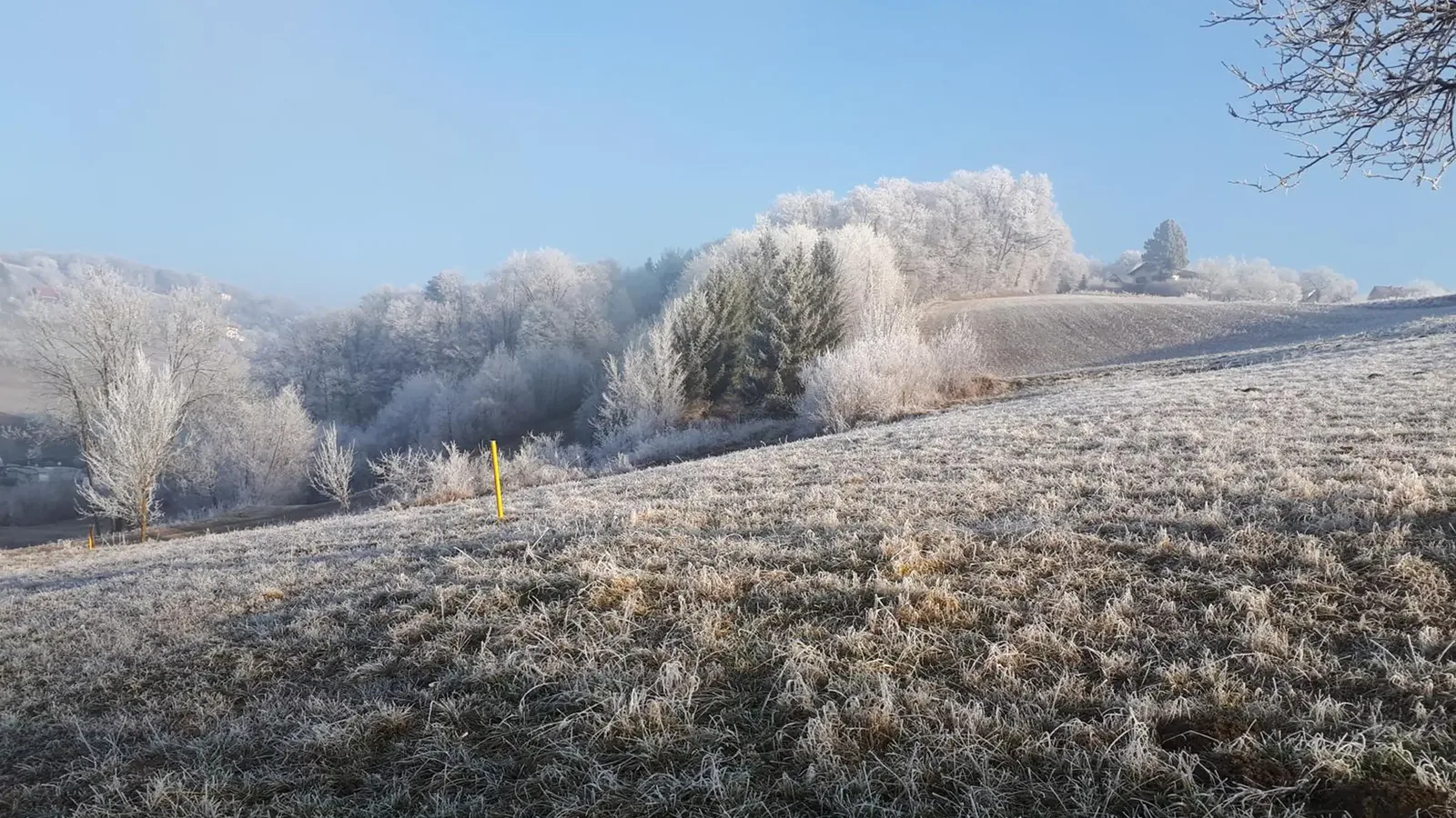 Wiese und Bäume im Raureif unter blauem Himmel
