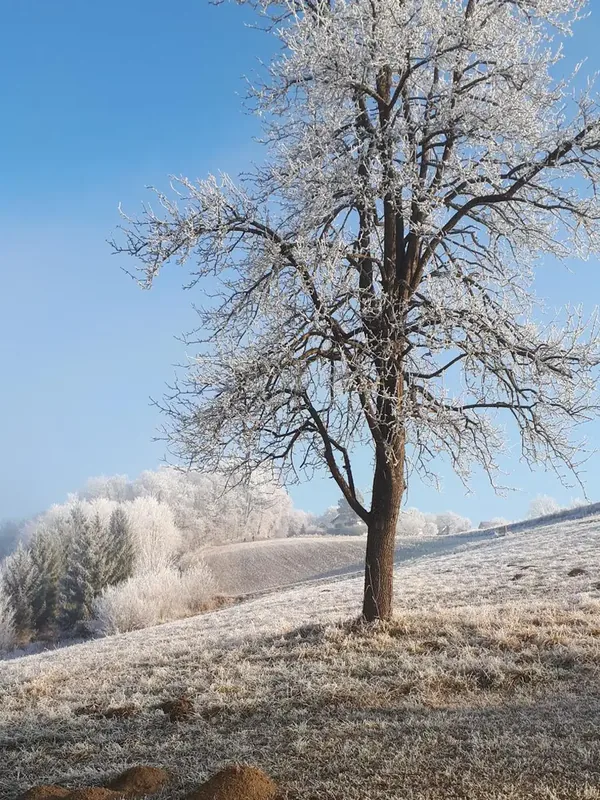Baum im Raureif über den Feldern